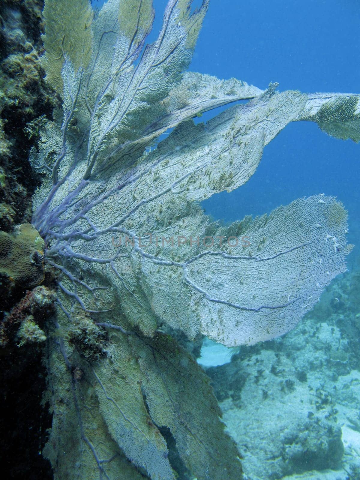 Pictures of Coral in Key Largo, Florida