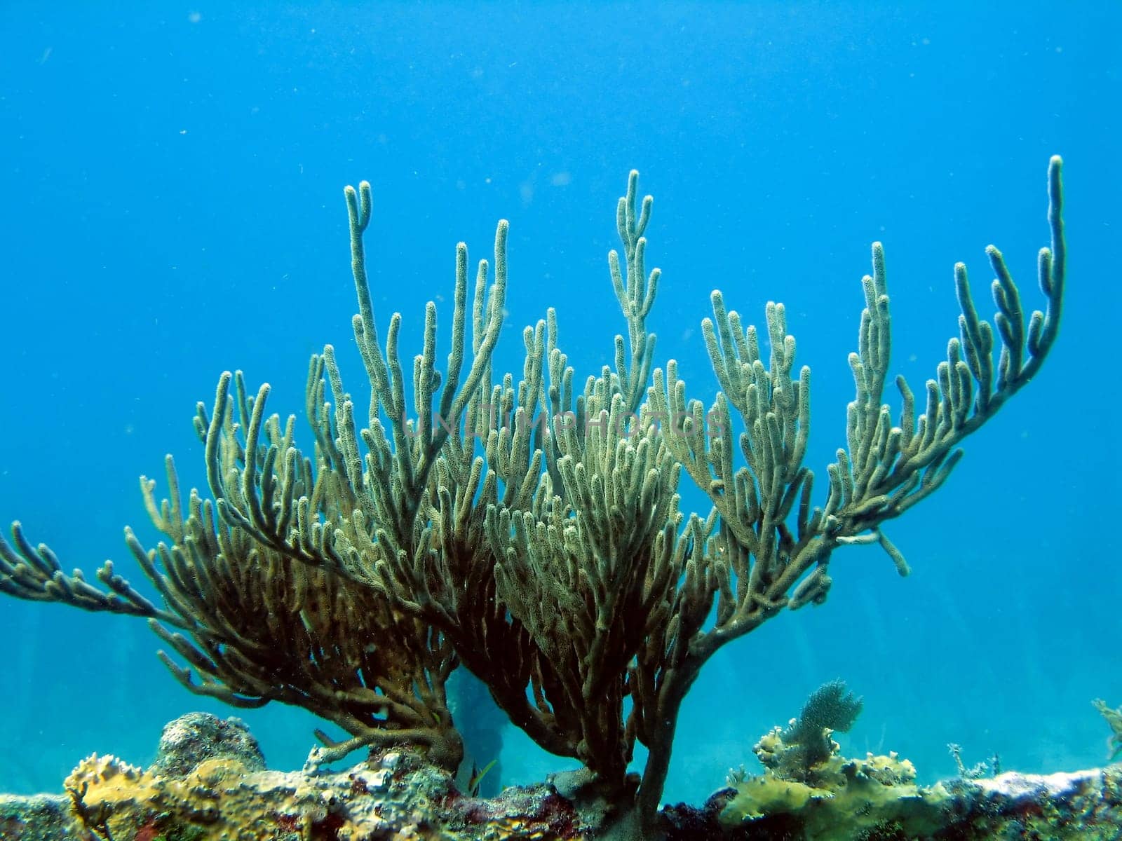 Pictures of Coral in Key Largo, Florida