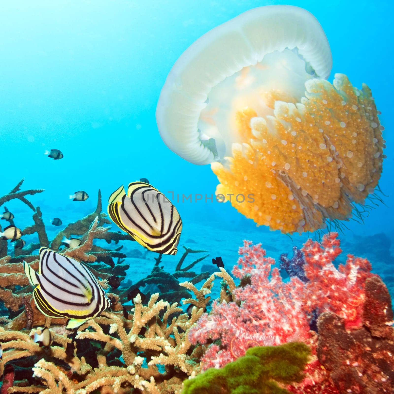 Underwater landscape with couple of  Butterflyfishes and jellyfish