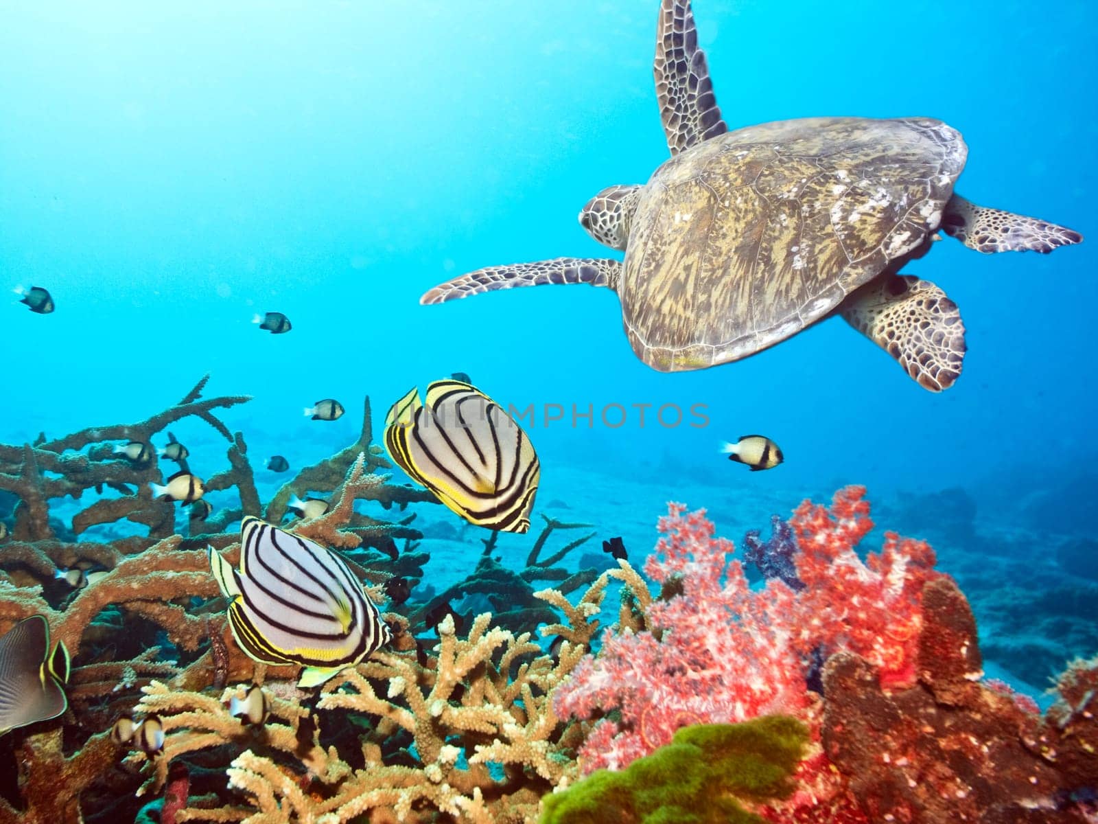 Underwater landscape with couple of  Butterflyfishes and turtle