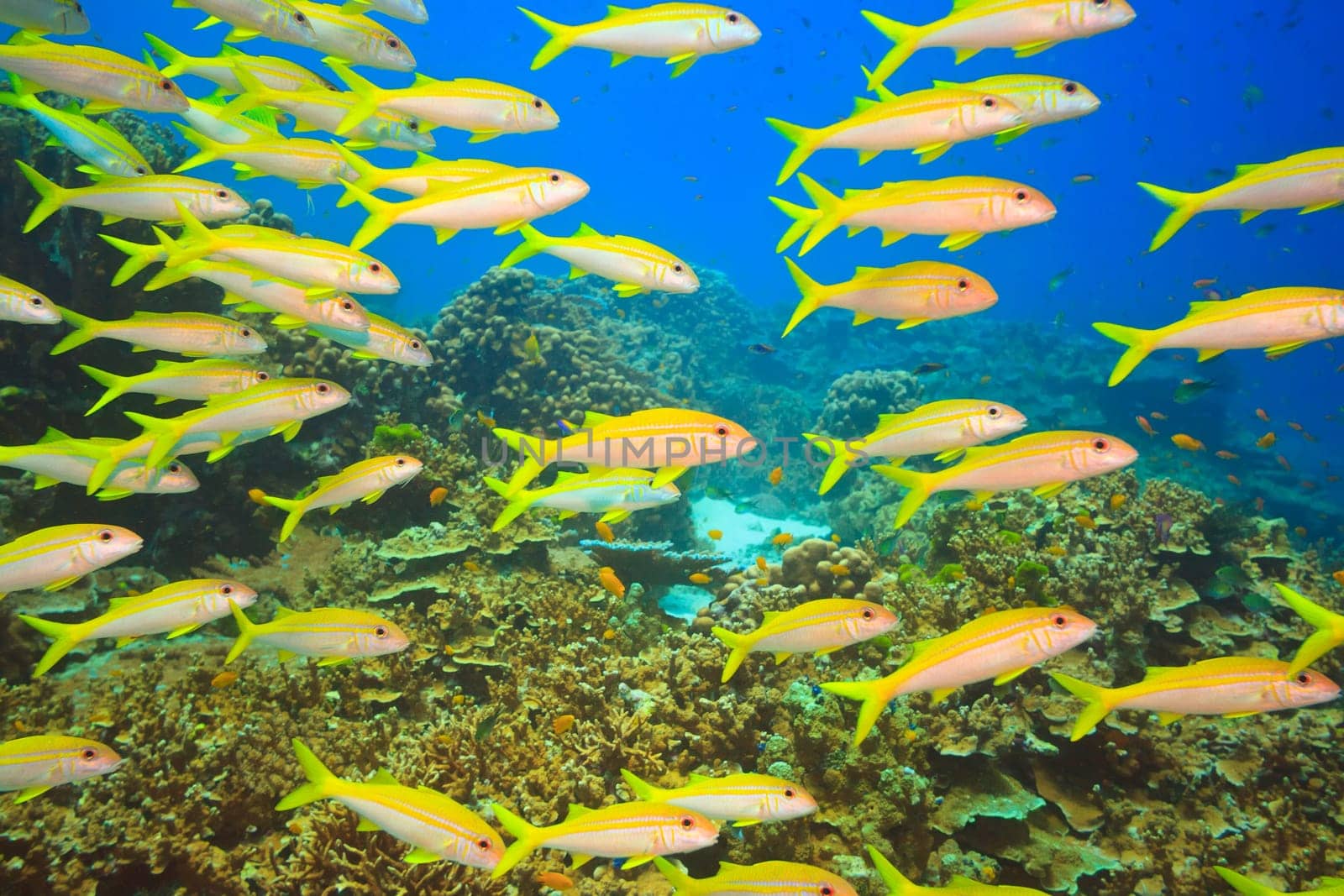 School of yellowfin goatfish (Mulloidichthys vanicolensis) underwater. Andaman sea