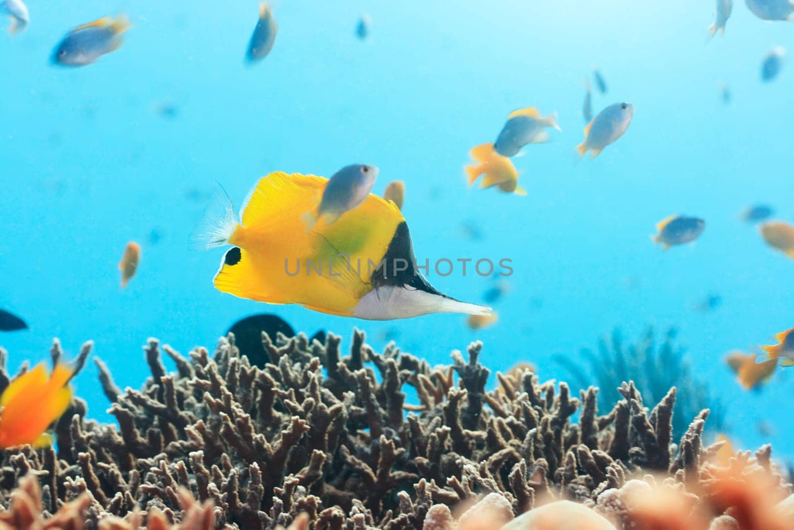 Tropical fish Yellow Longnose Butterflyfish swimming underwater. Andaman sea.
