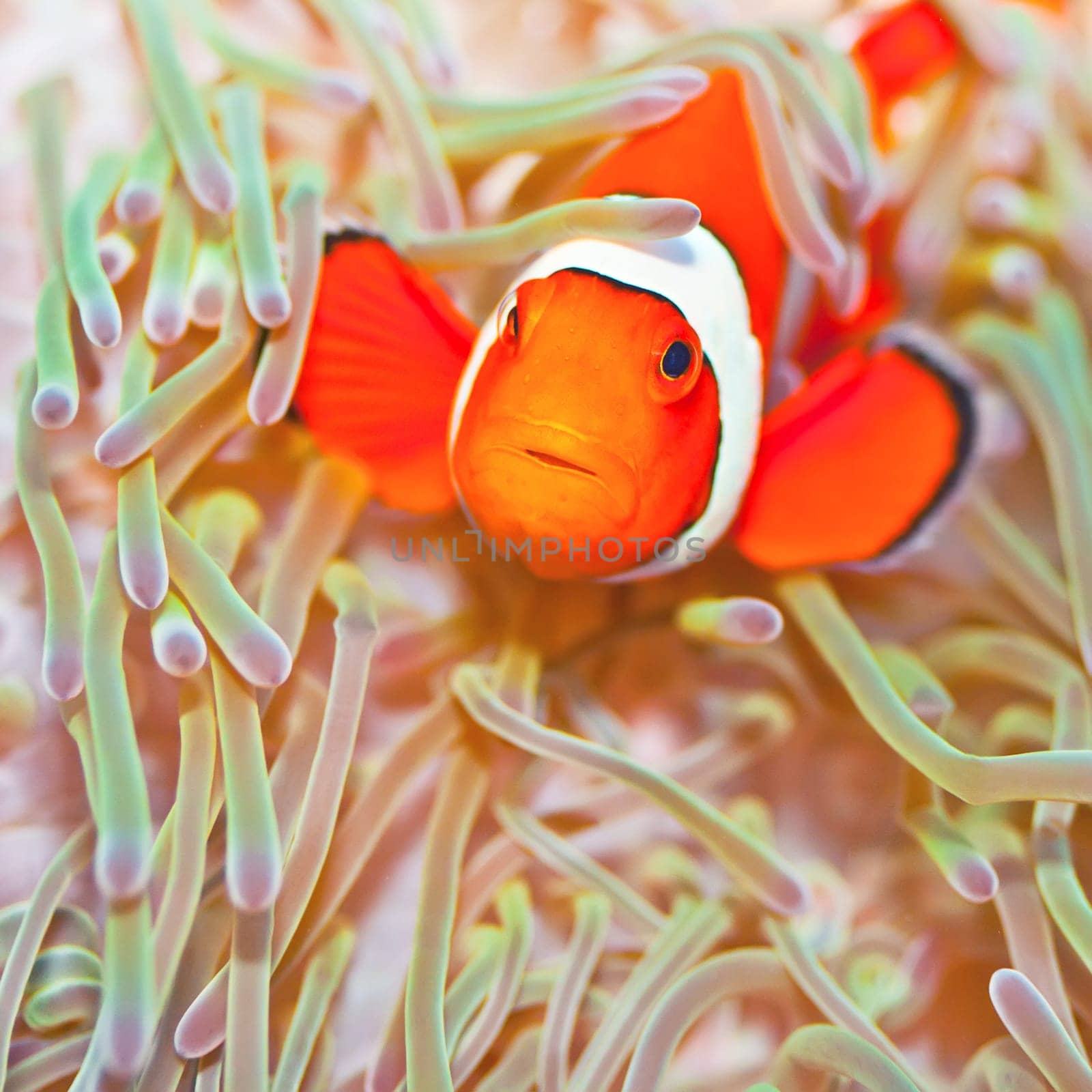 Anemone and Ocellaris clownfish close-up underwater