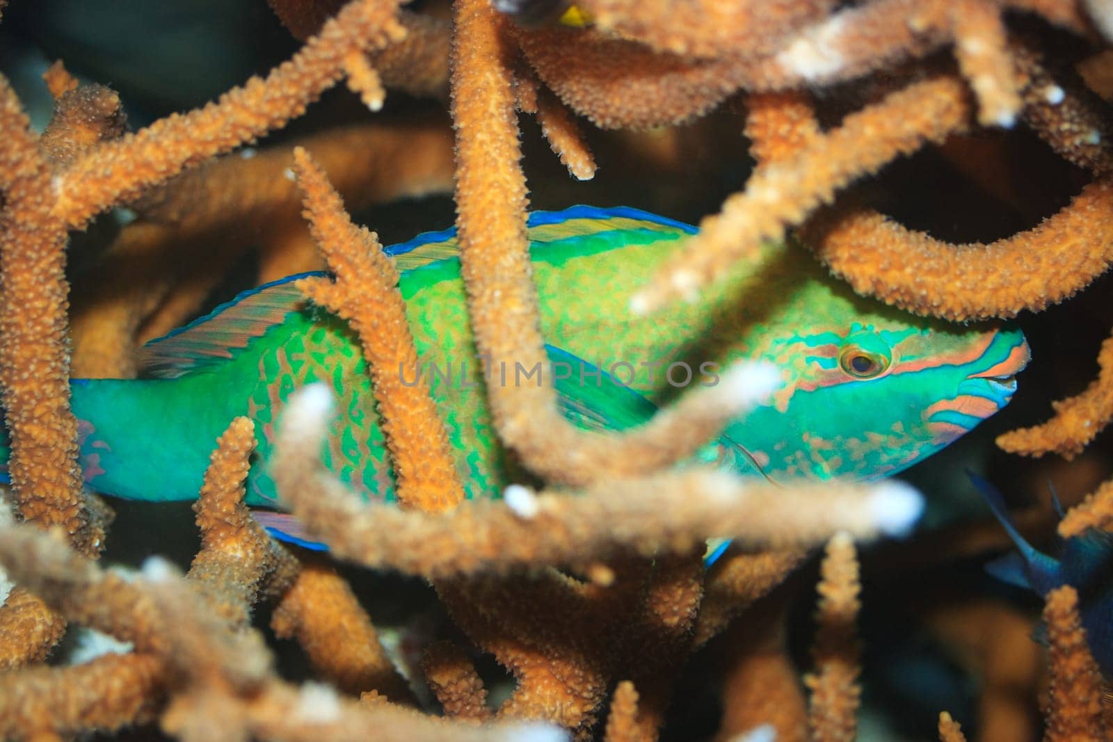Parrotfish is sleeping inside of hard coral