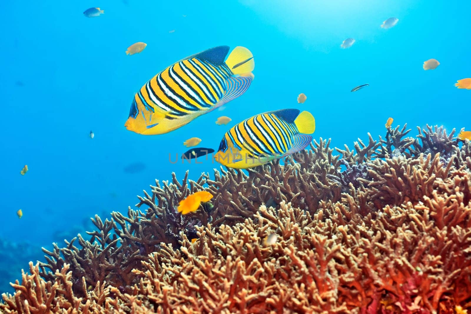 Underwater landscape with couple of  Royal angelfishes