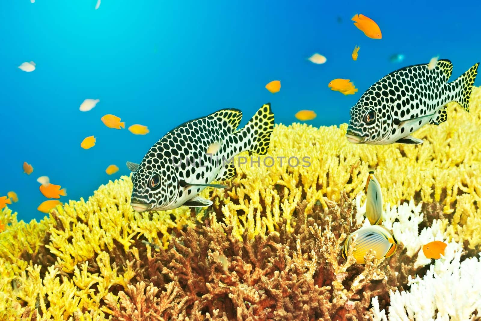 Underwater landscape with couple of Sweetlips