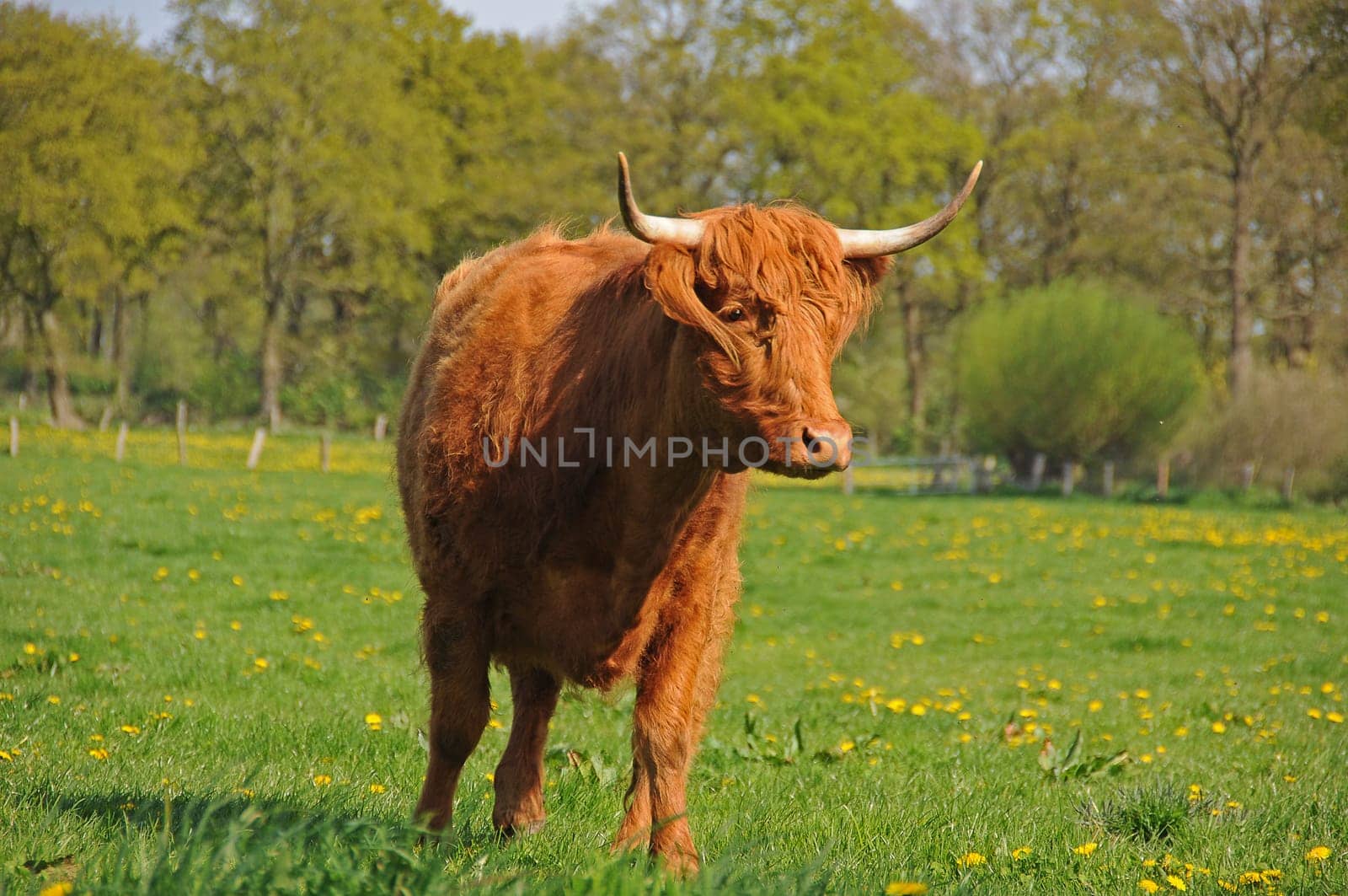 Cattle
