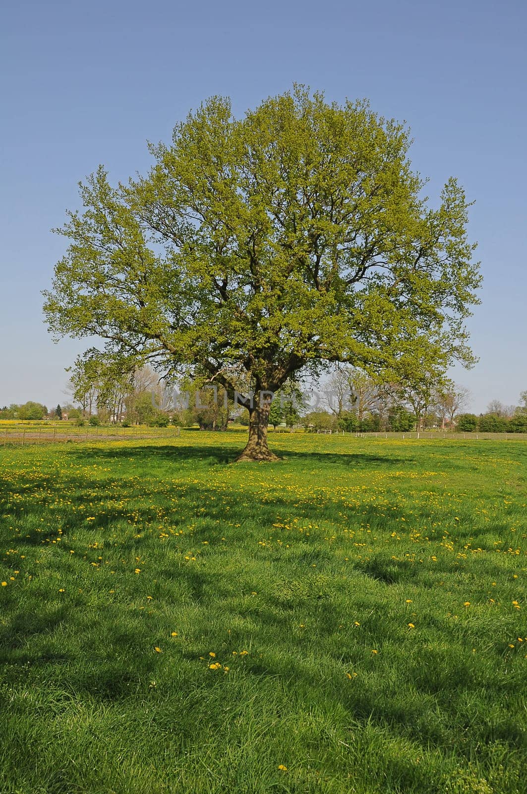 old oak