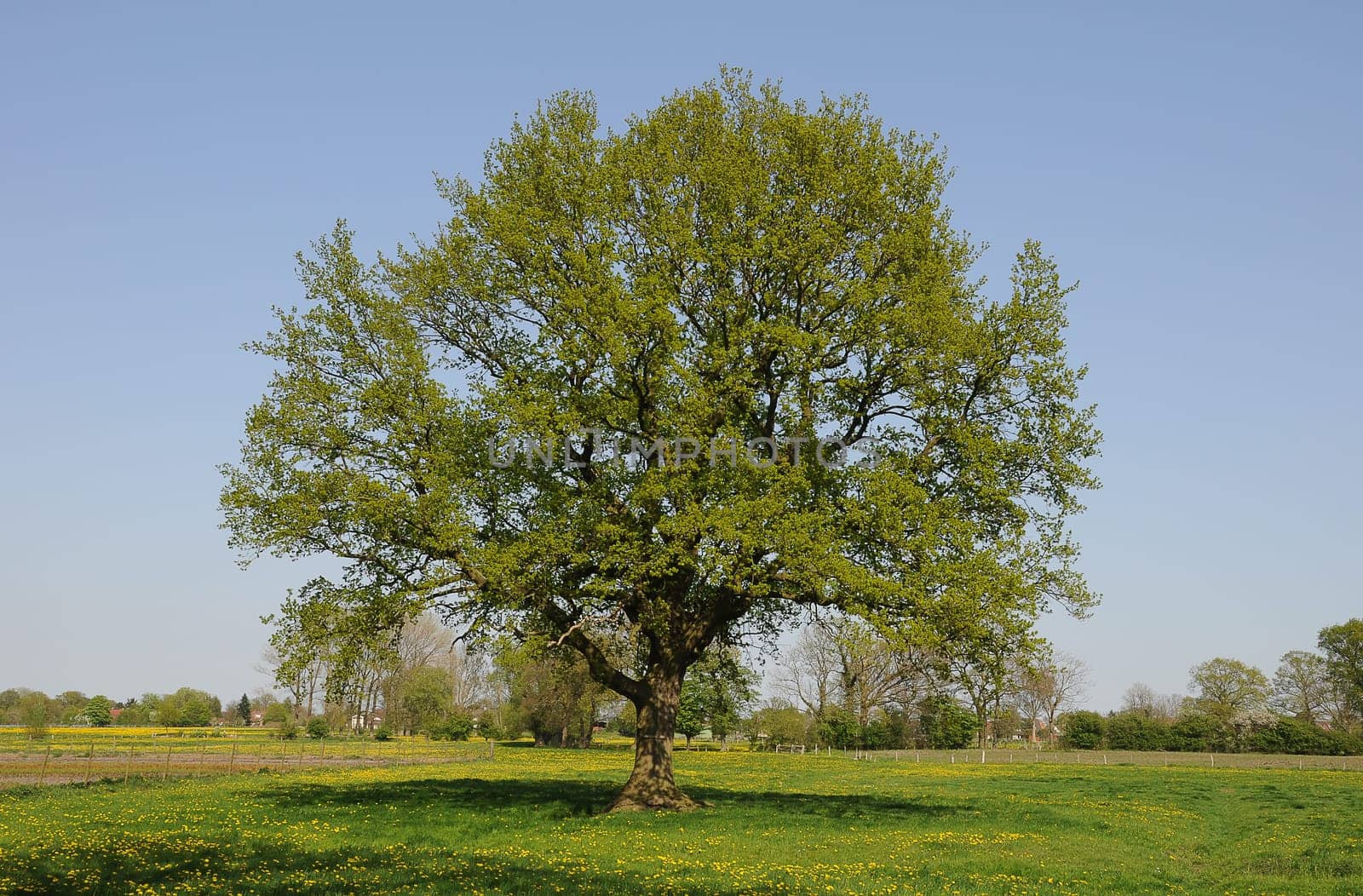 old oak