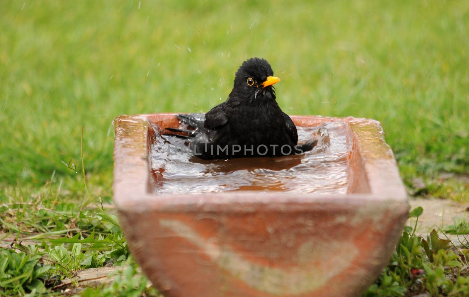 Plumage care