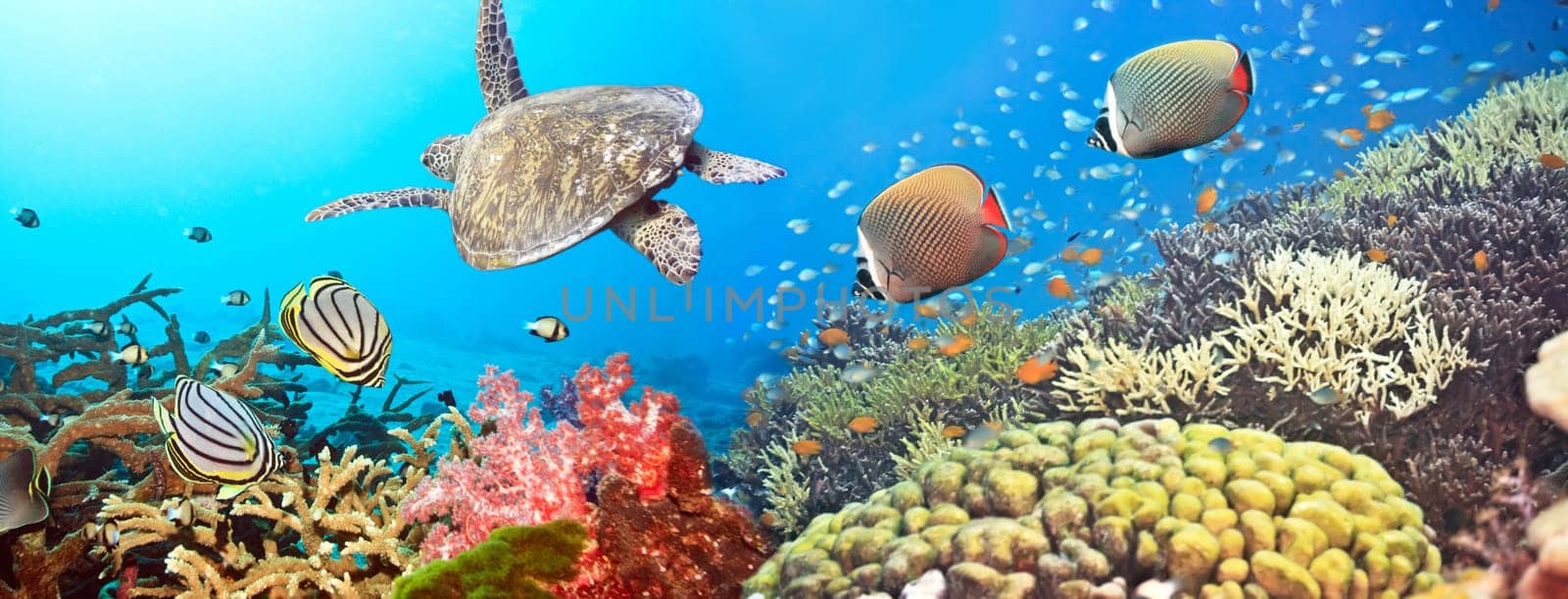 Underwater panorama with turtle, coral reef and fishes