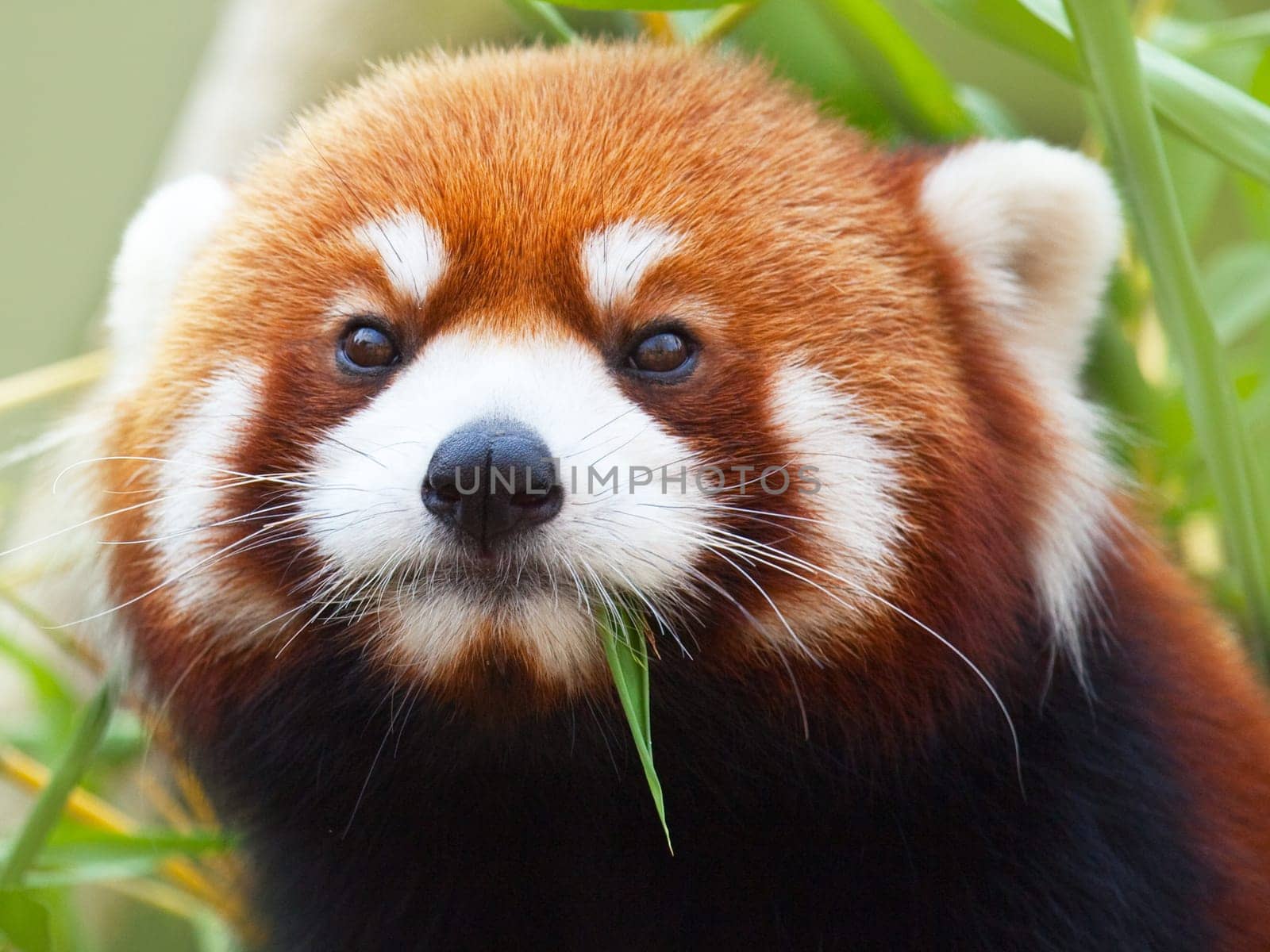 The Red Panda, Firefox or Lesser Panda (taxonomic name: Ailurus fulgens, "shining cat"")"