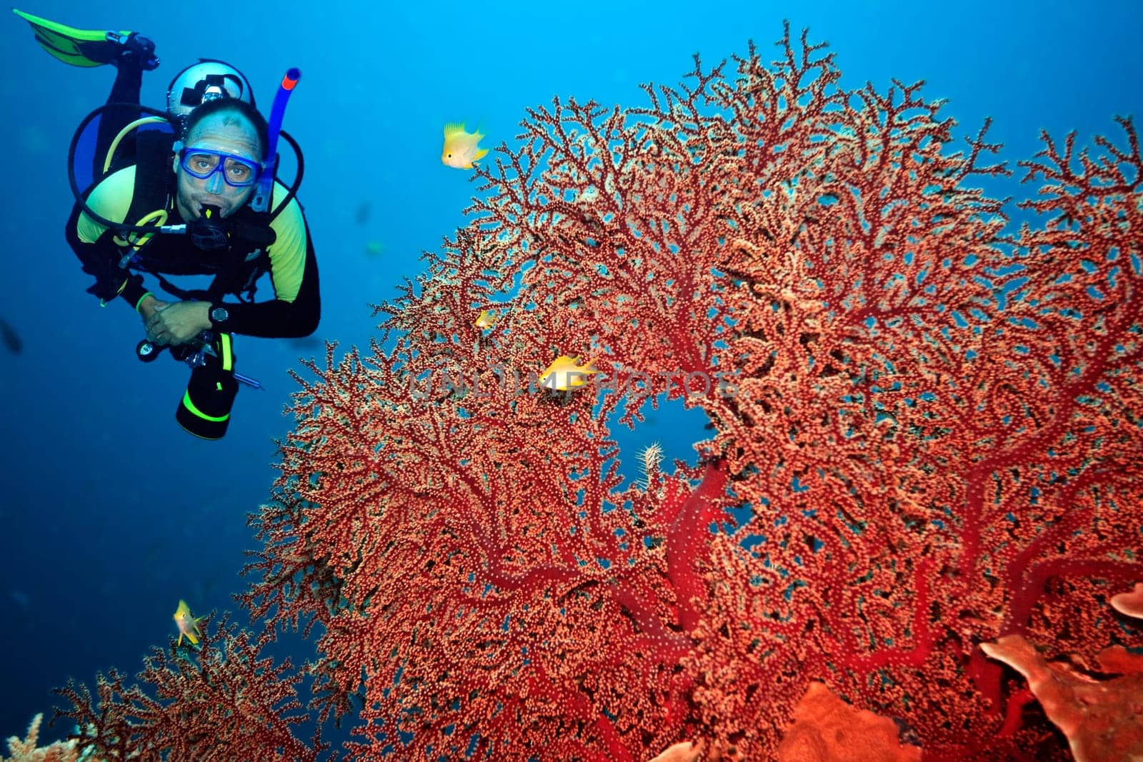 Underwater landscape with scuba diver and gorgonian coral
