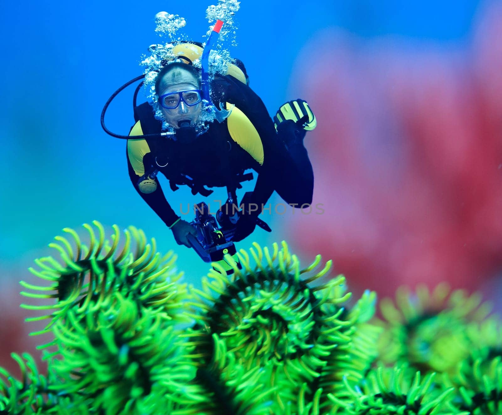 Diver underwater with feather starfish on foreground. Focus on diver