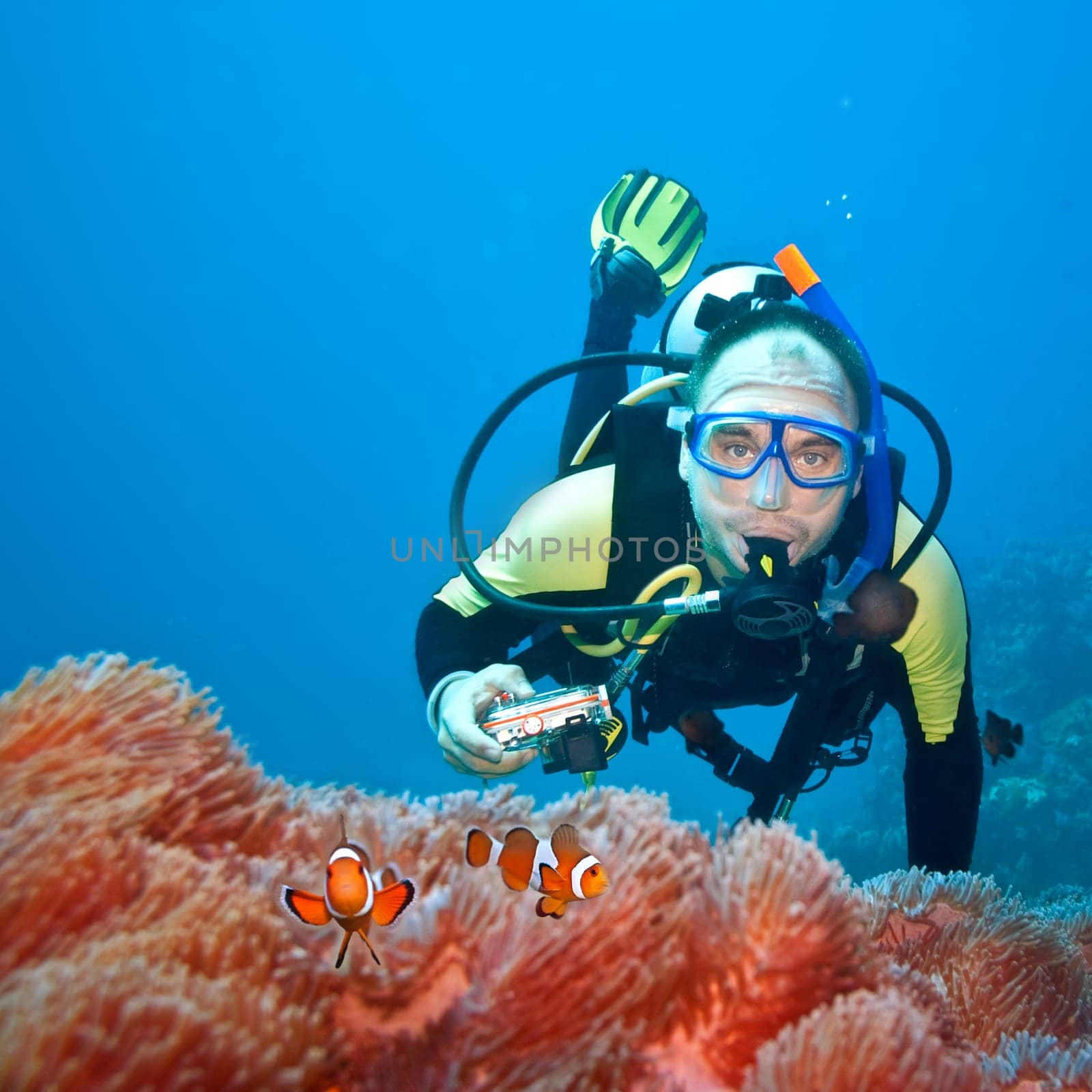 Underwater photographer and Clownfishes in their anemone