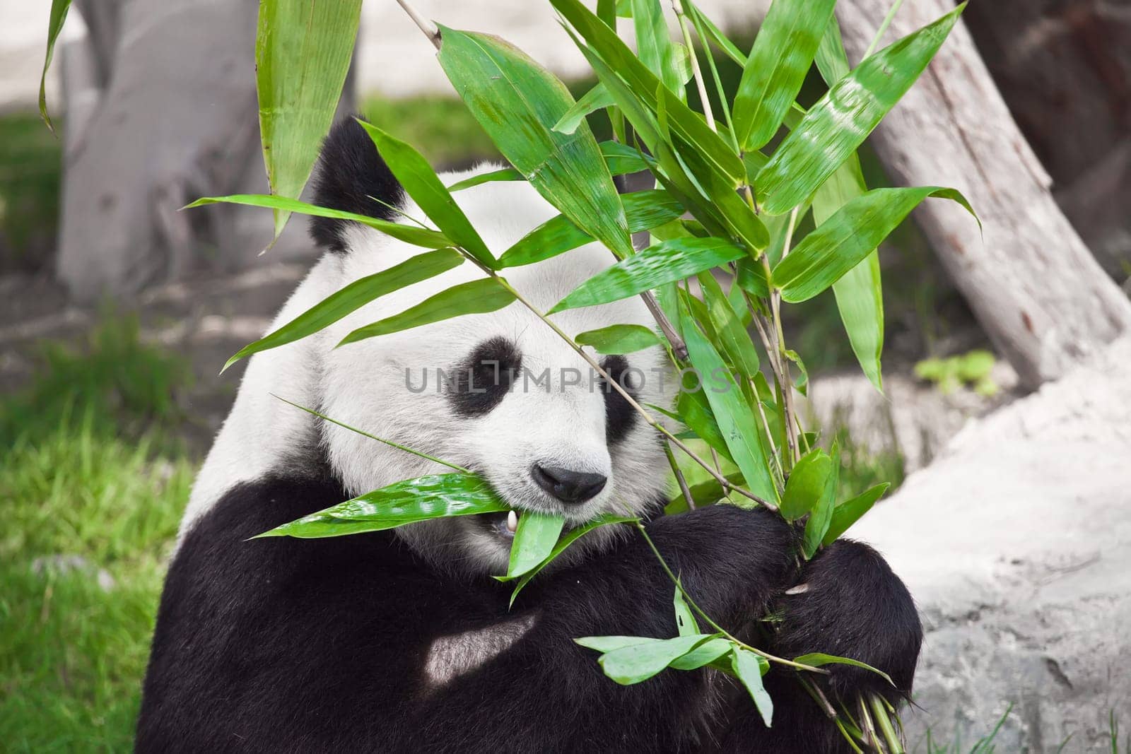 Feeding time. Giant panda eating bamboo leaf