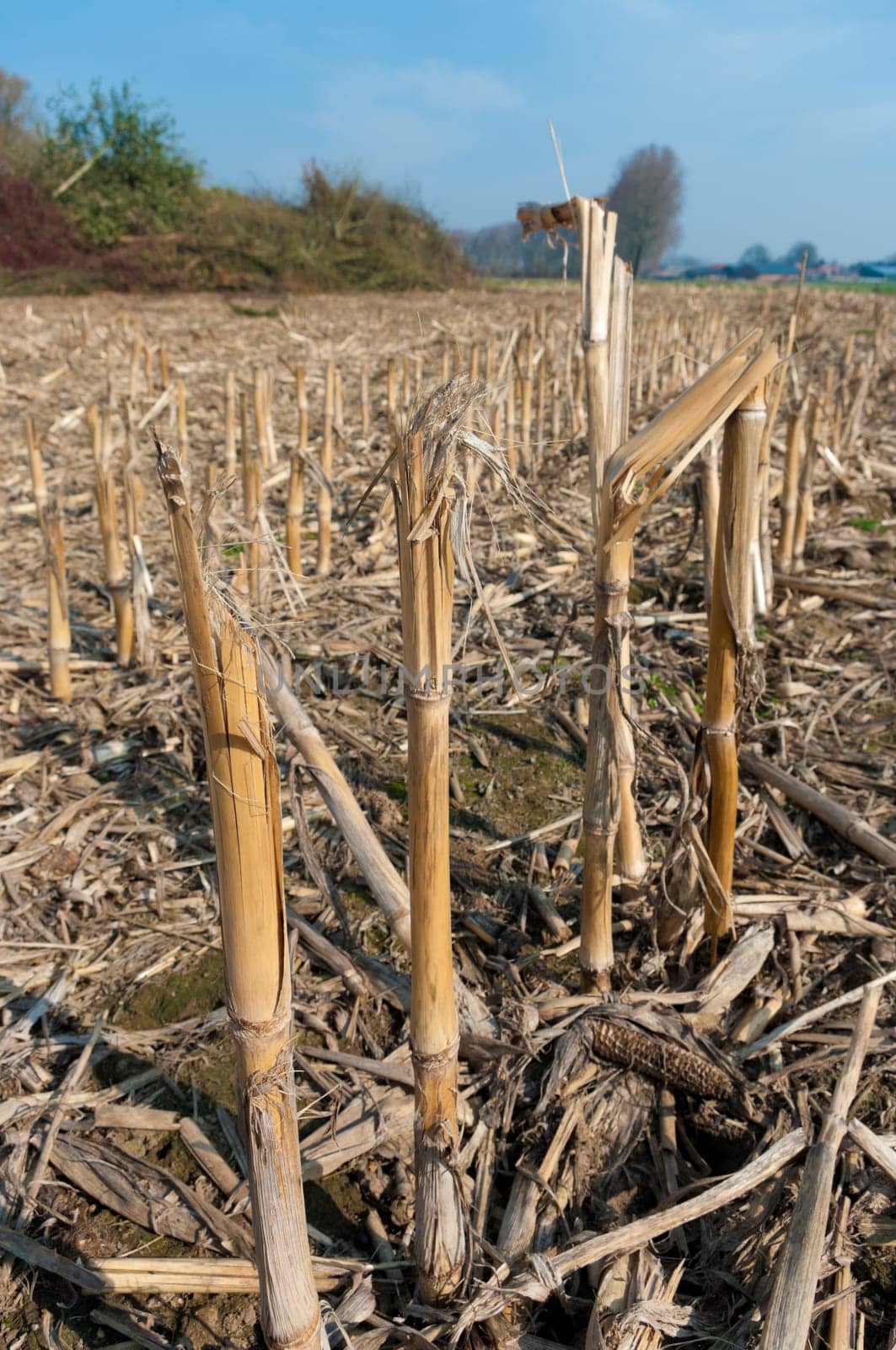 maize field in winter