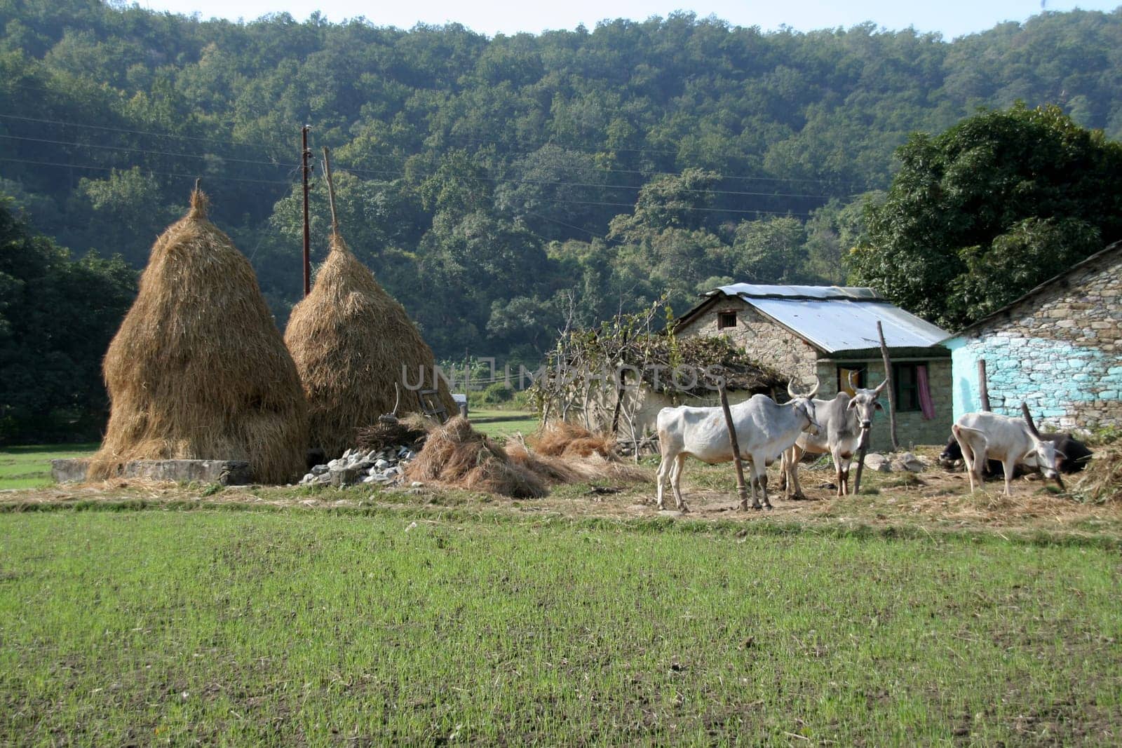 Typical Indian village setting with haystacks, houses and cattle