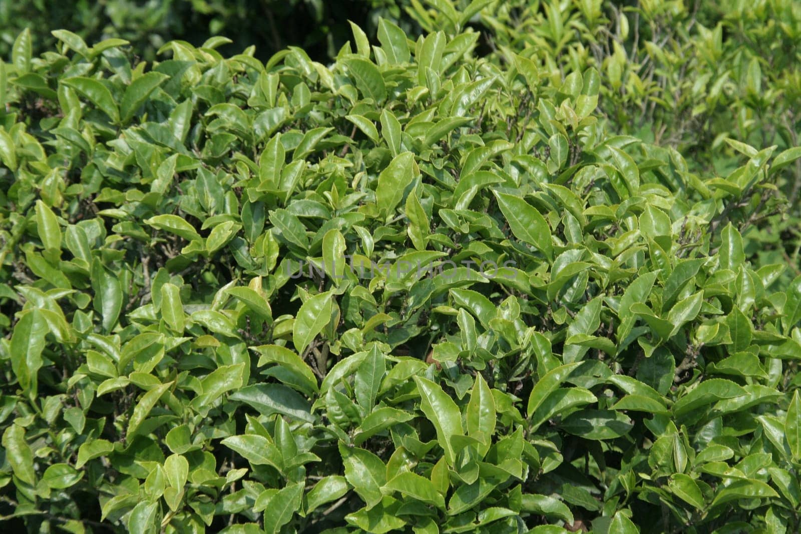 Bright, green leaves of worldwide popular beverage tea