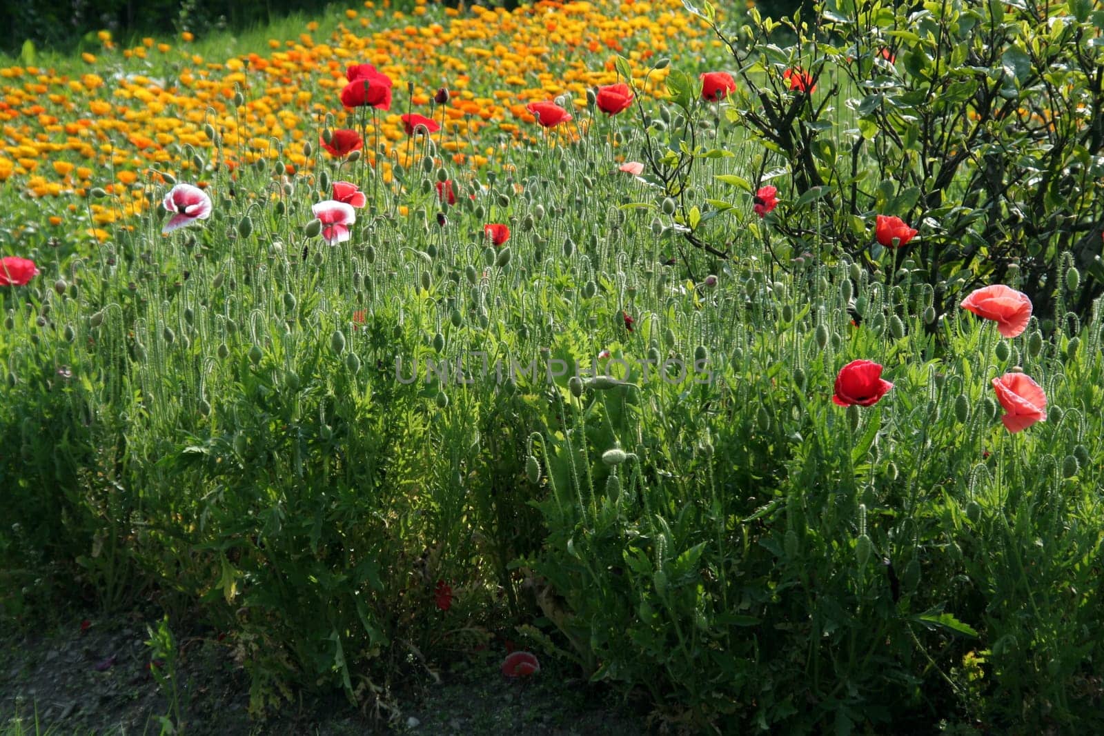 Spread pf yellow, red and pink flowers on bed of green vegetation