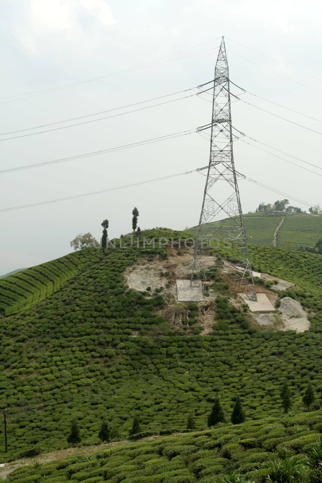 High tension electric tower in Tea Garden near Darjeeling, West Bengal, India, Asia