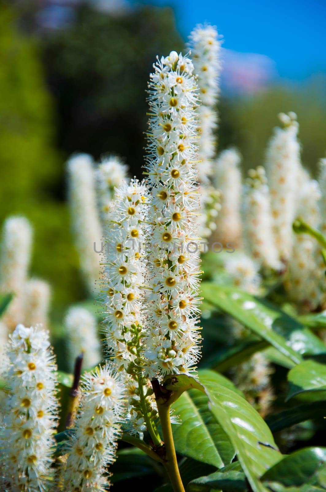 elder white flowers as herb in the garden