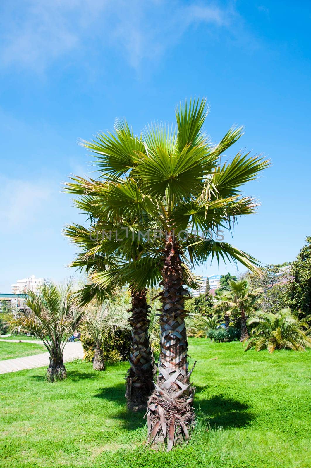 Palm tree in the city in sunny day