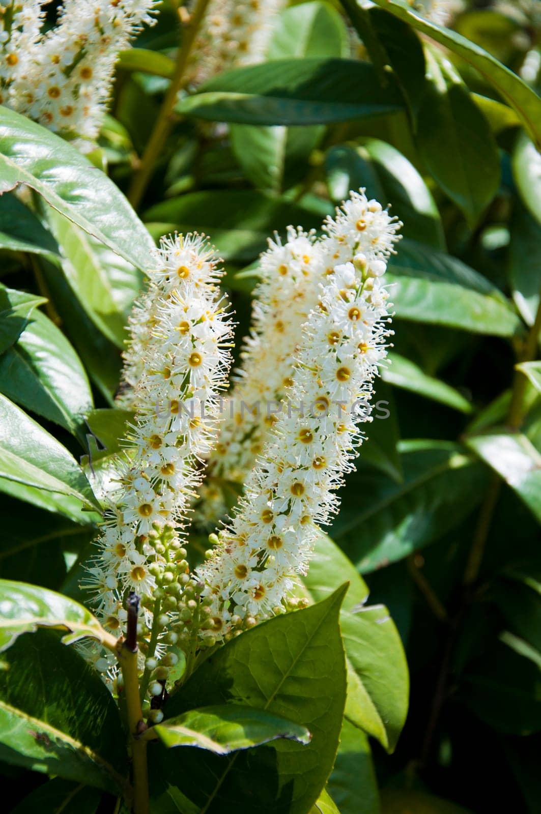 elder white flowers as herb in the garden