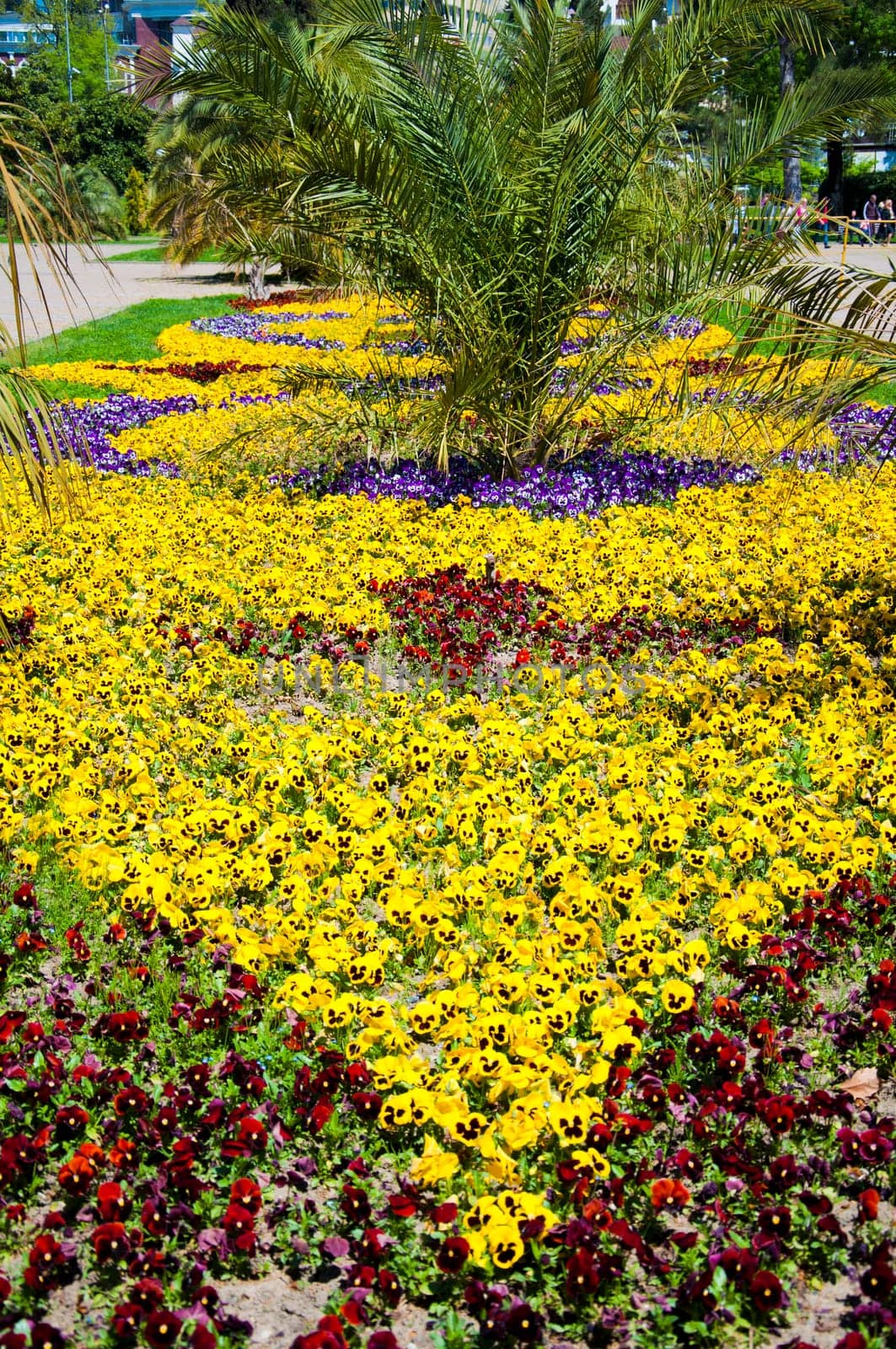 Viola tricolor pansy, flowerbed in the park