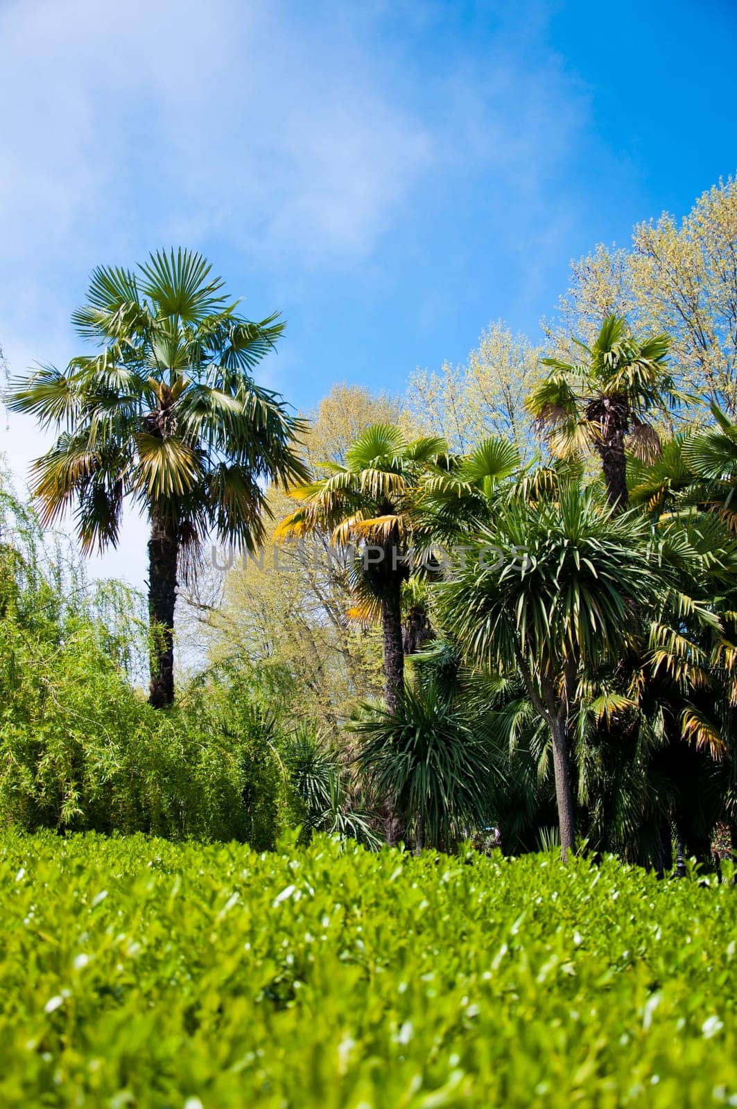 Natural arboretum park in bright city Sochi