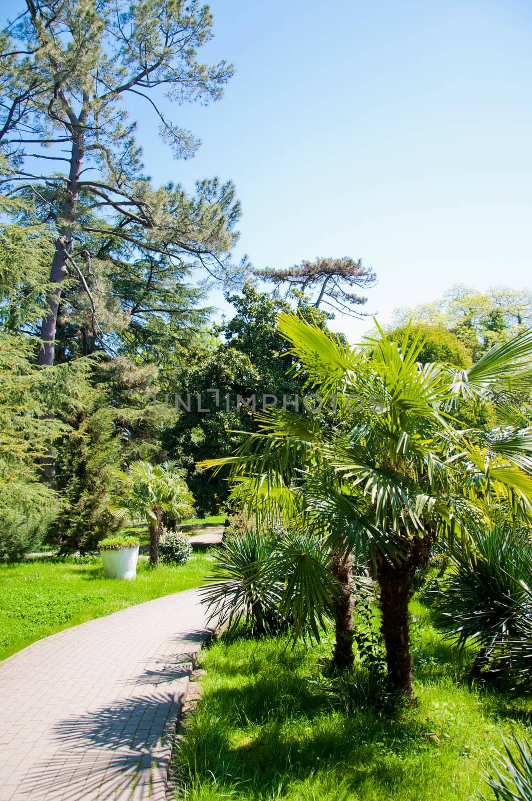 Natural arboretum park in bright city Sochi