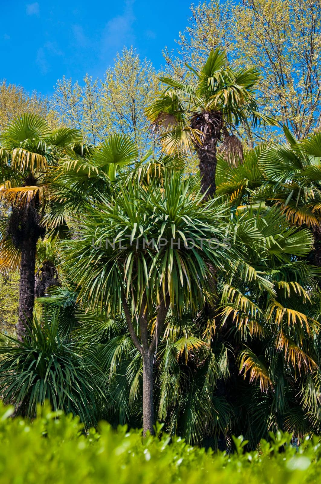 Natural arboretum park in bright city Sochi