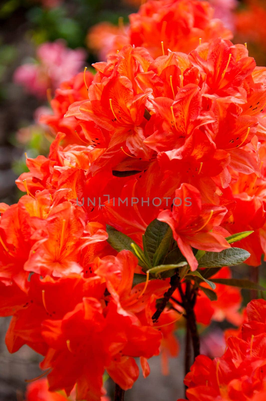 The flower in the garden of park