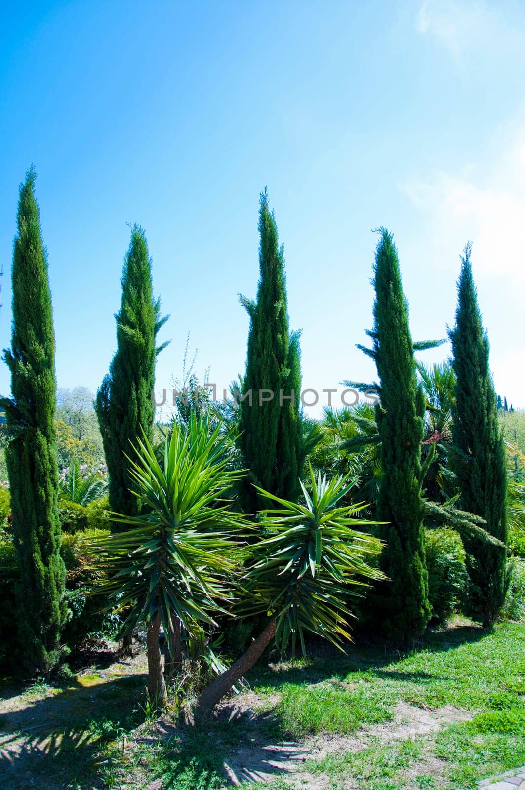 Natural arboretum park in bright city Sochi
