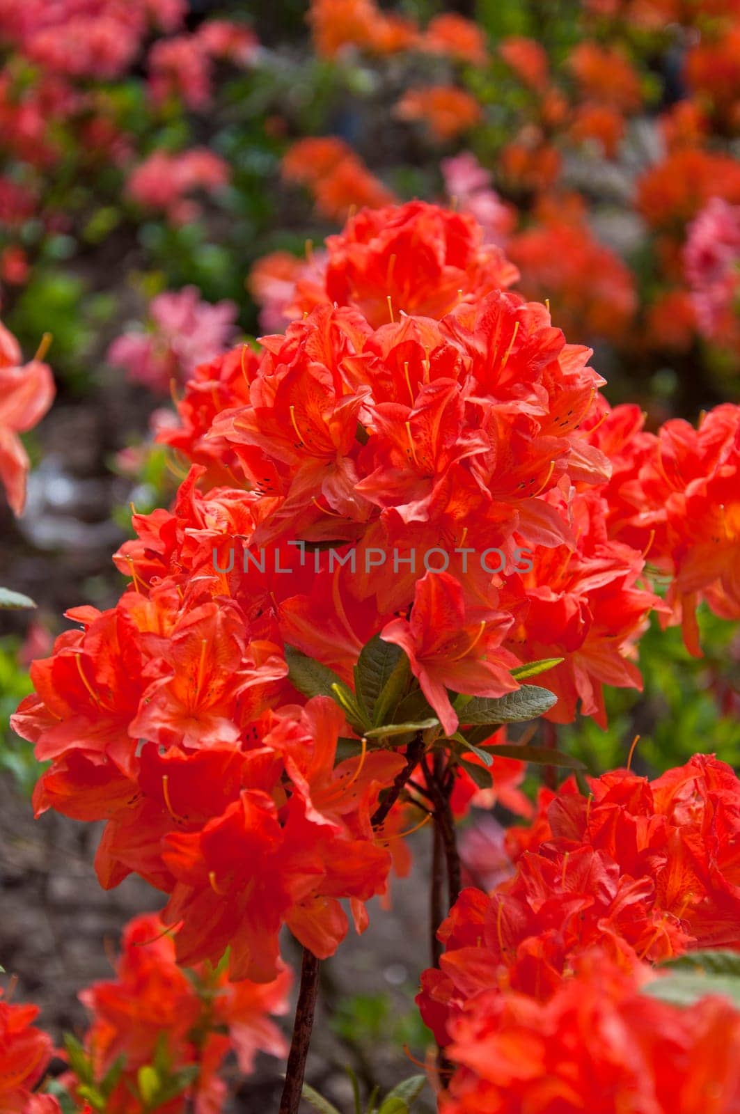 The flower in the garden of park