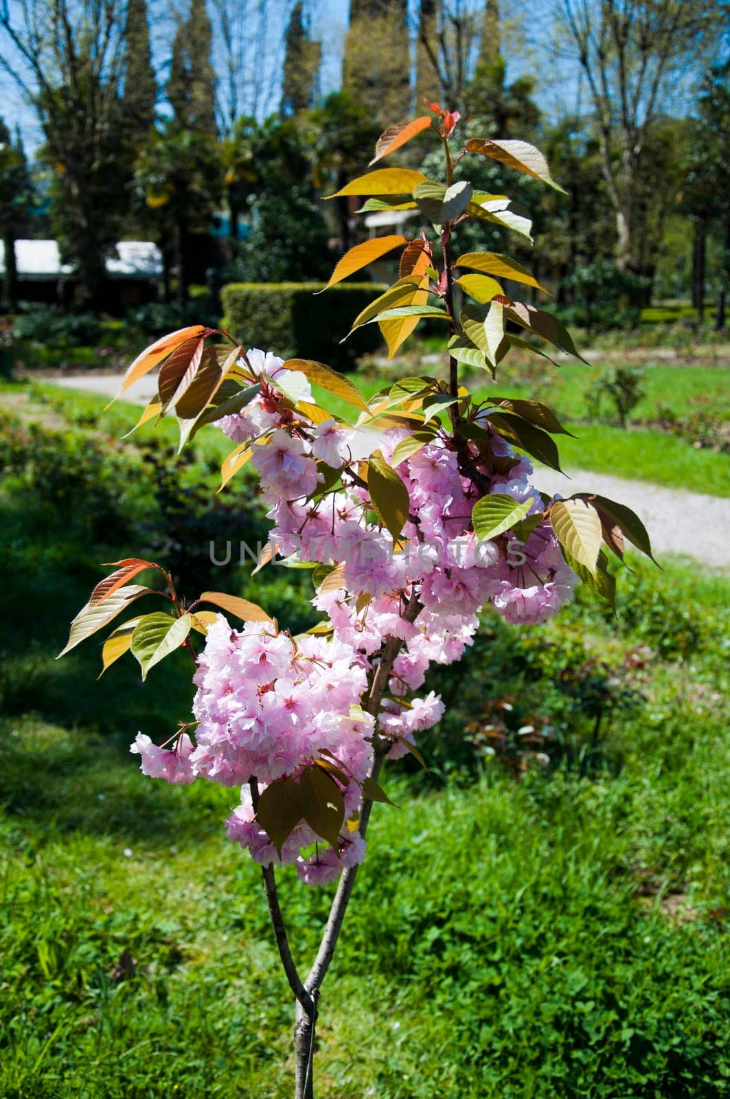 The flower sakura in the sunny garden