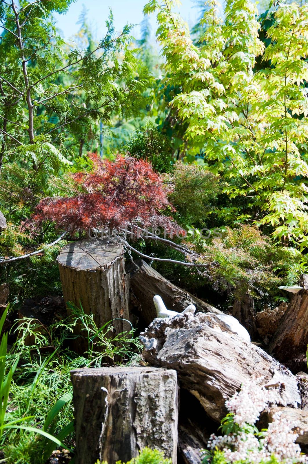 maple tree stump on grass in the garden
