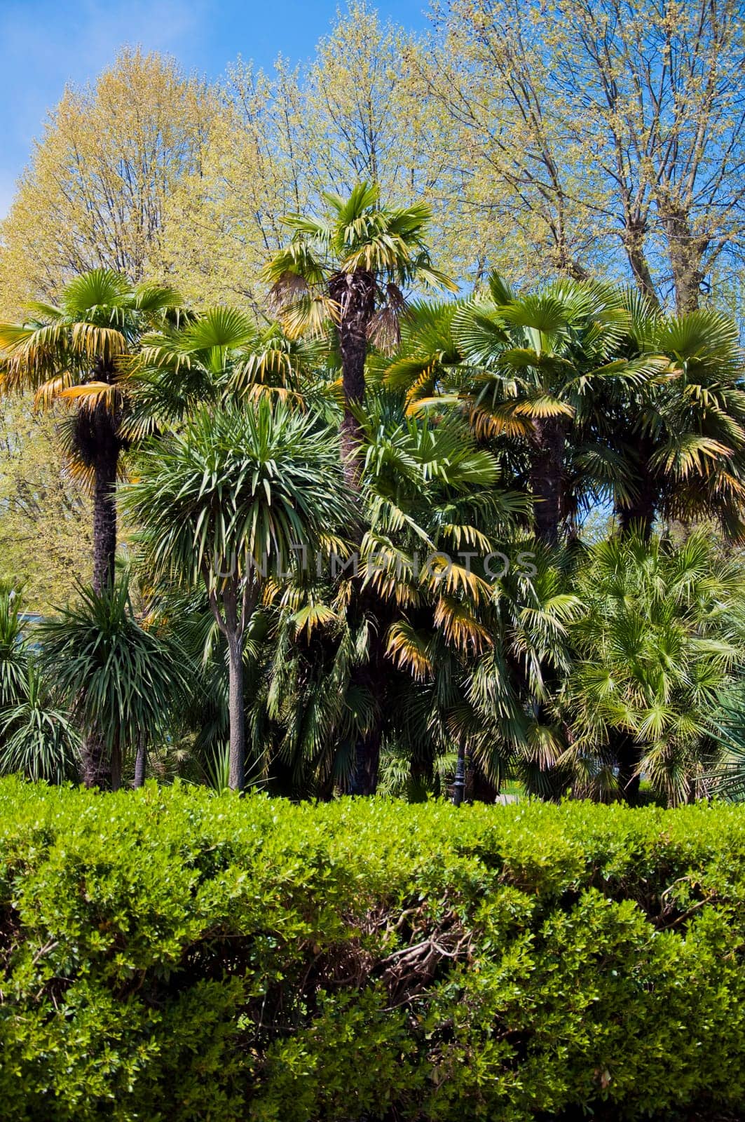 Natural arboretum park in bright city Sochi