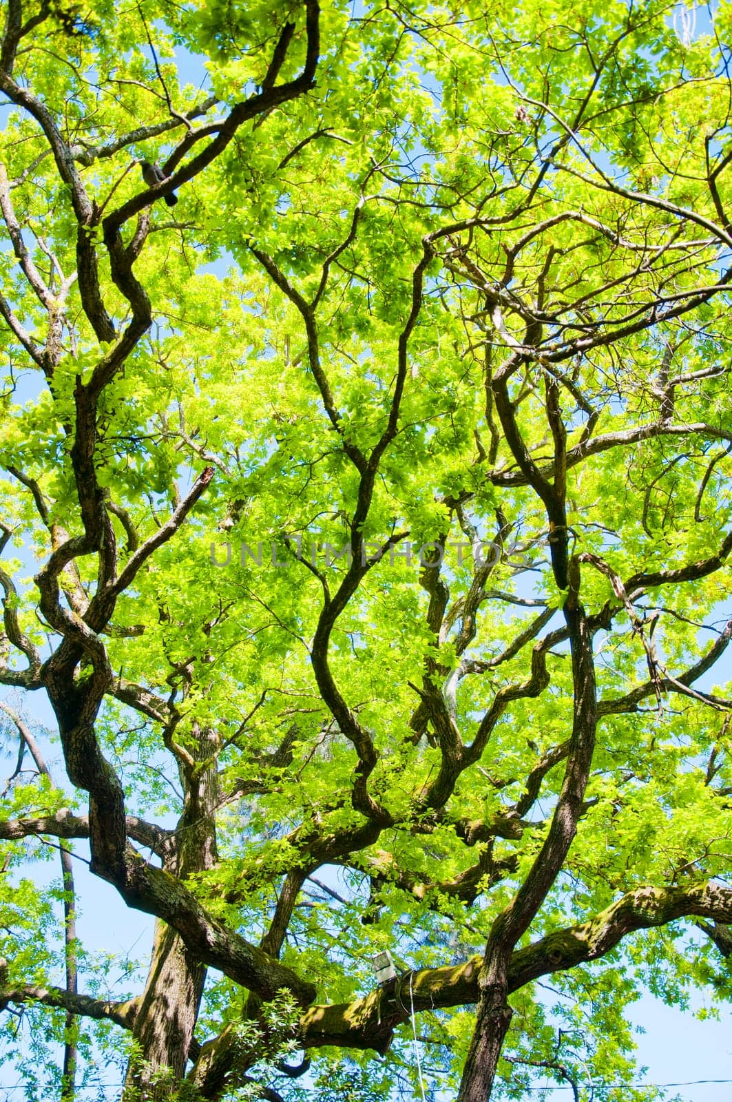 Under the tree in park of Sochi