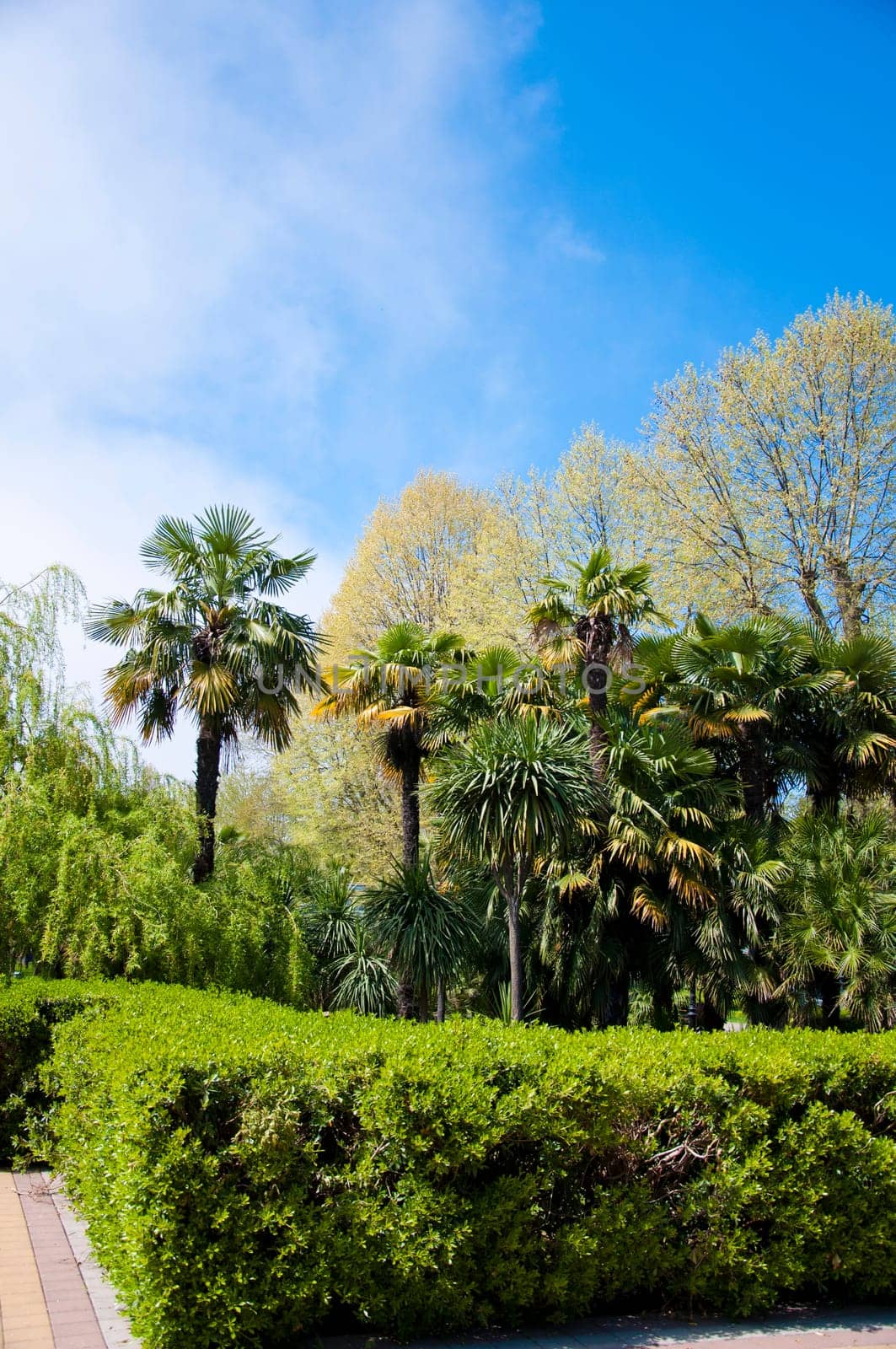 Natural arboretum park in bright city Sochi