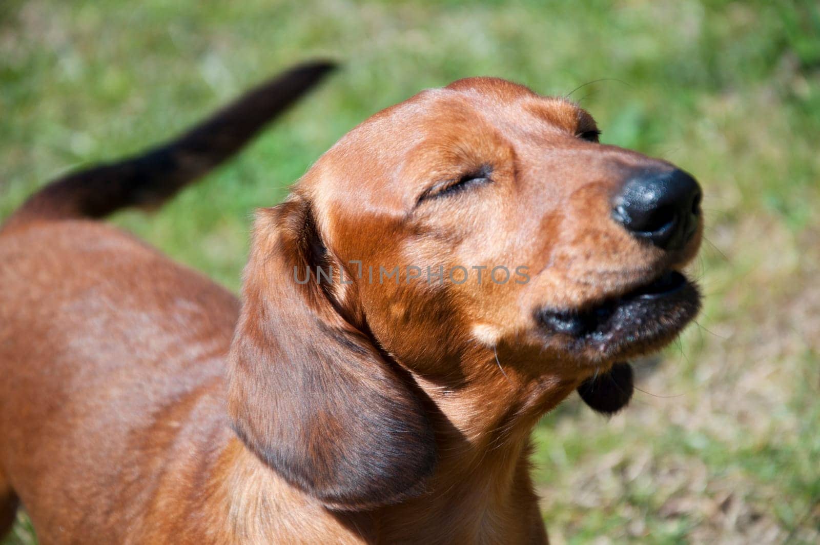 Beautiful dachshund Dog in the sunny day