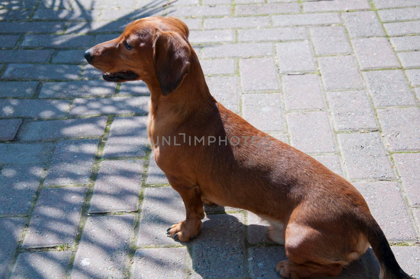 Beautiful dachshund Dog in the sunny day