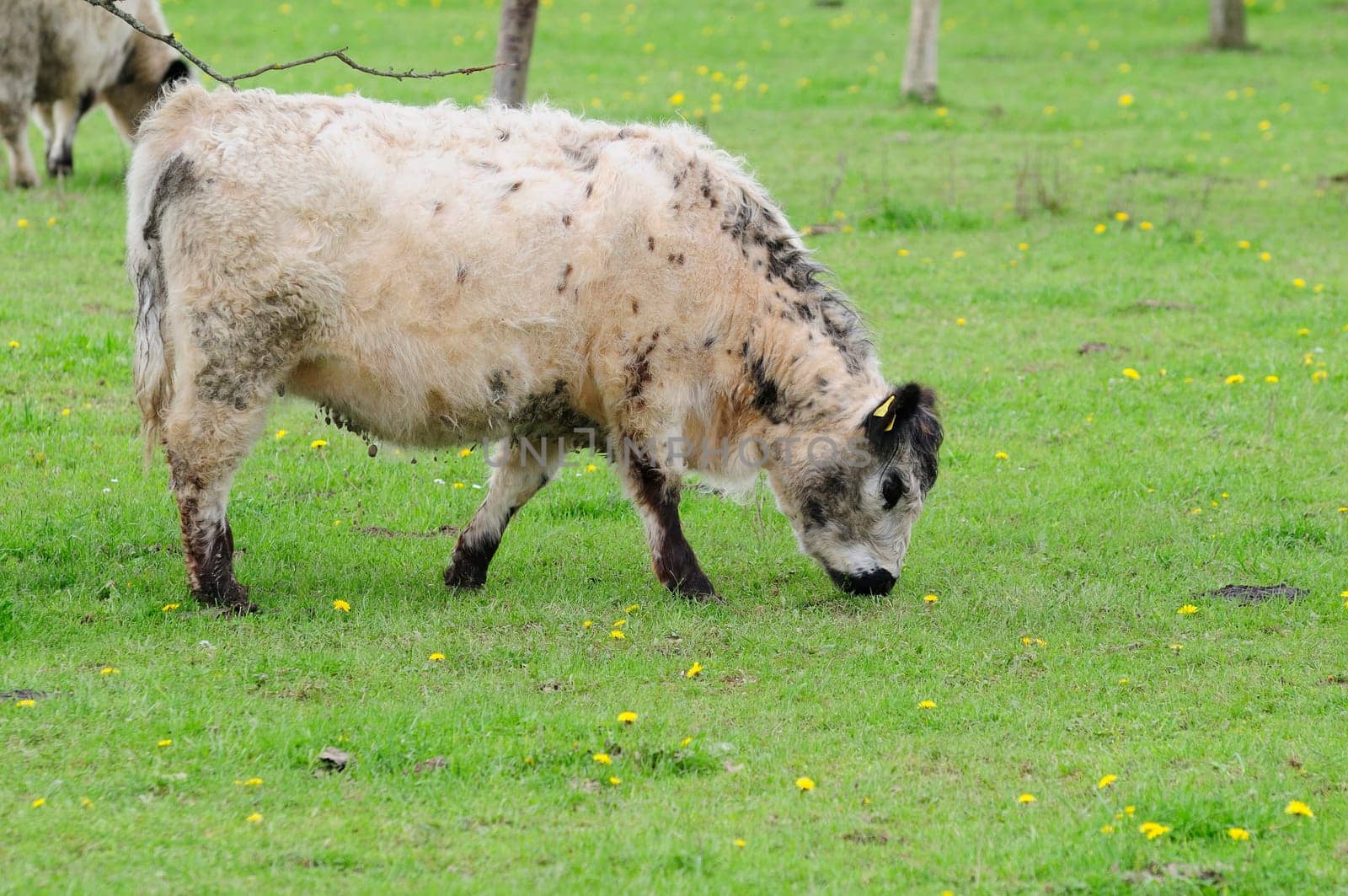 Galloway cattle