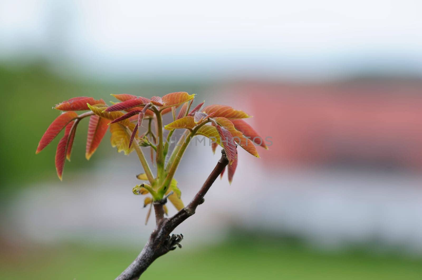 spring