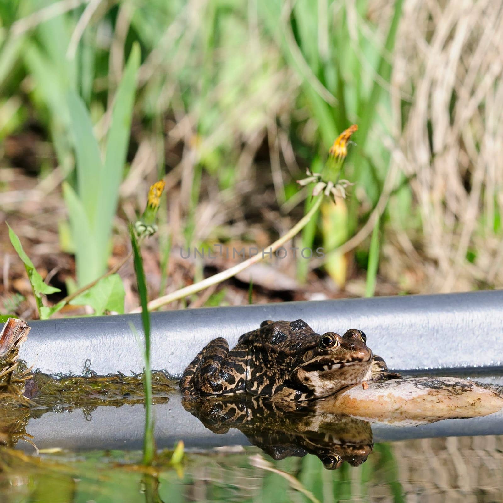 common frog