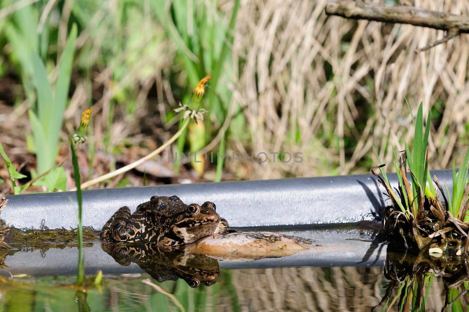 common frog