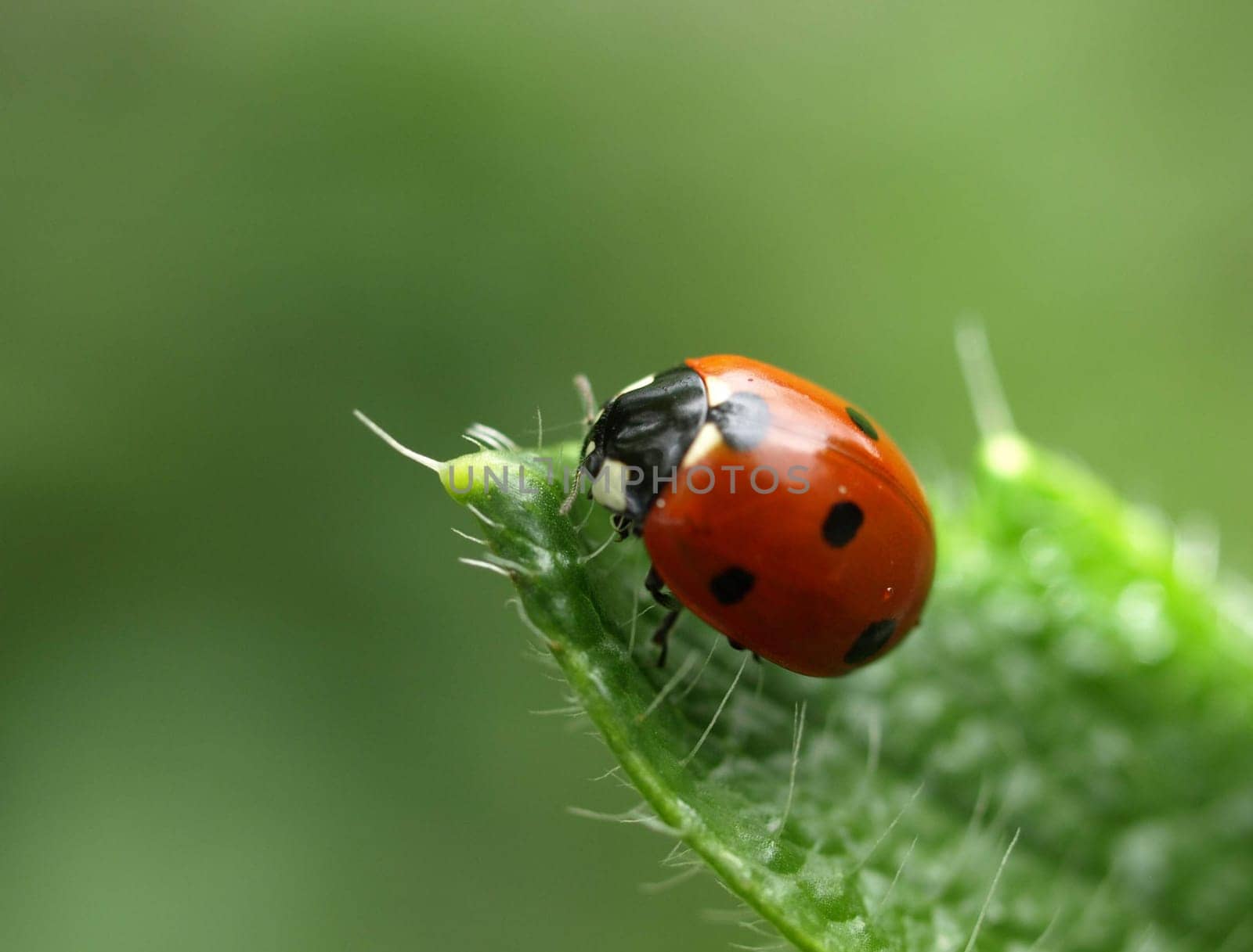 7Point Ladybug