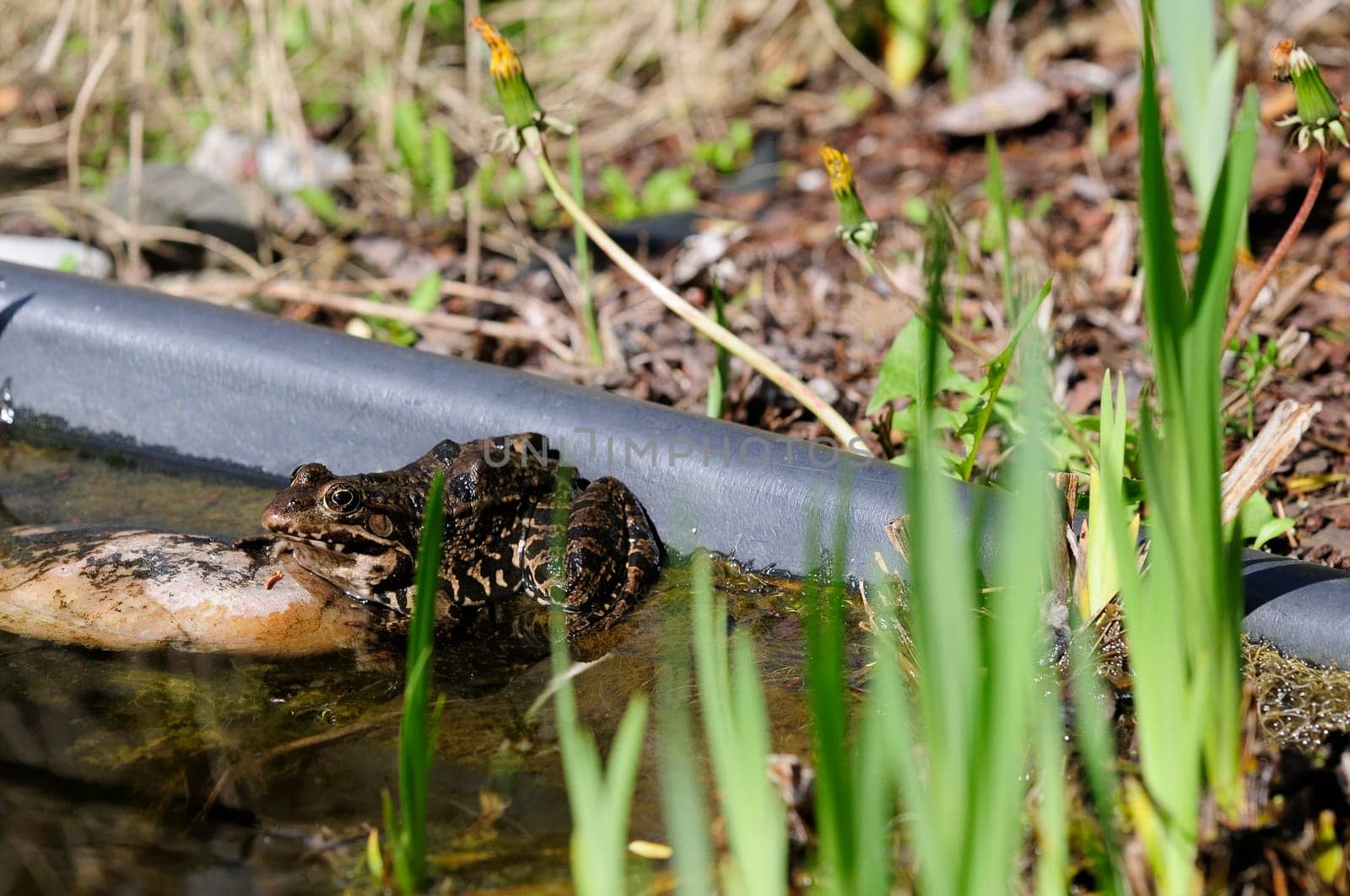 common frog