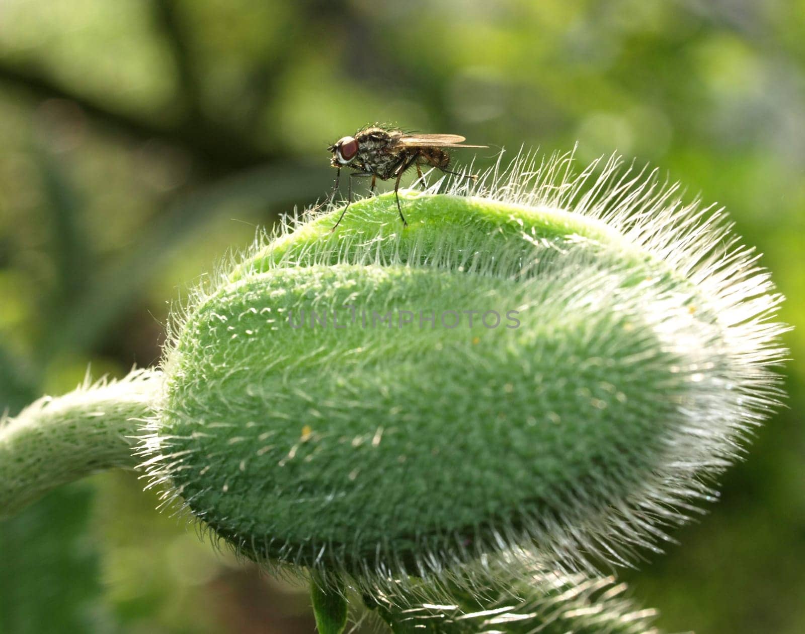 gray meat fly