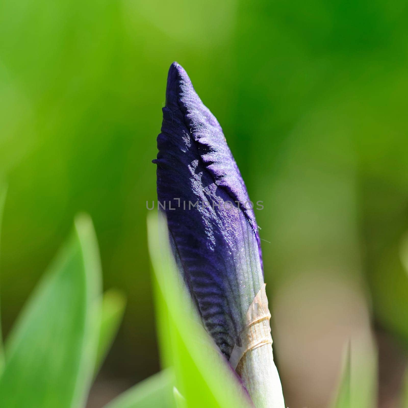 Dwarf irises